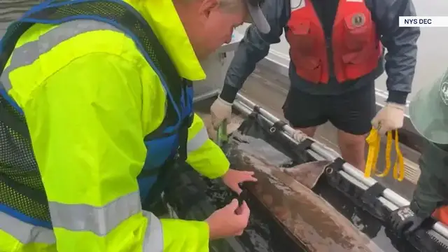 Video thumbnail for Massive Atlantic sturgeon caught and released in Hudson River near Hyde Park
