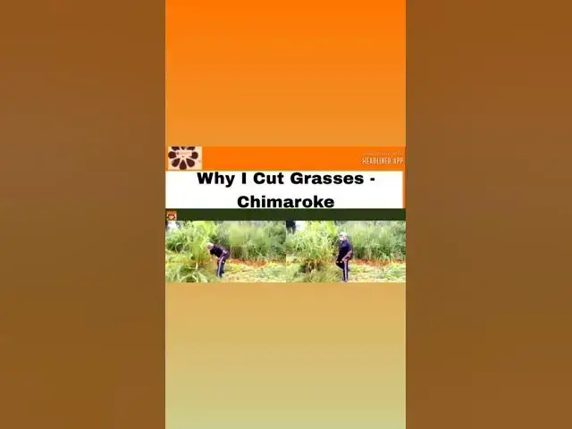 Video thumbnail for Why I Cut Grasses - Chimaroke ~ OsazuwaAkonedo