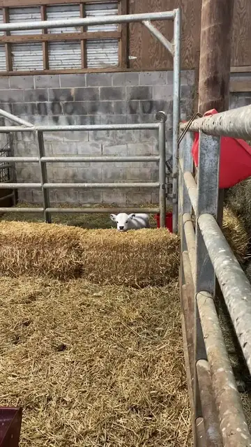 Video thumbnail for Mini Calf Peeking over Hay Bales in the Barn