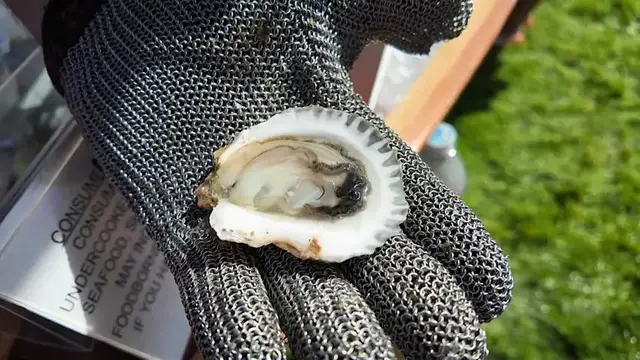 Video thumbnail for Oyster Jamboree returns to Suffolk County
