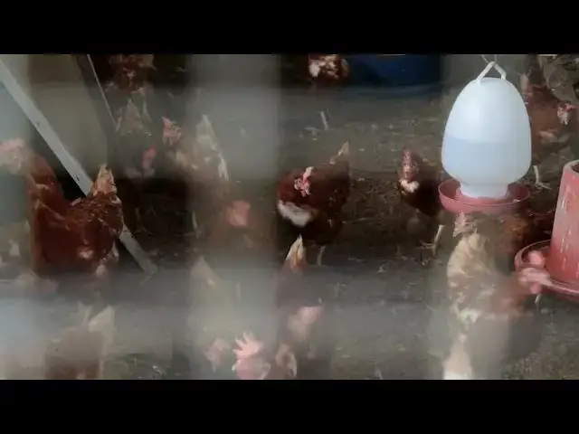 Video thumbnail for What treats can I give my chickens?