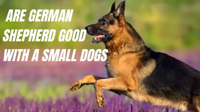 'Video thumbnail for are German shepherd good with small dogs'