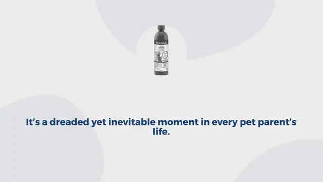 Video thumbnail for The 10 best flea shampoos for dogs