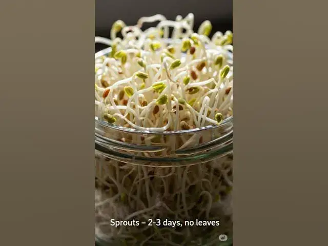 'Video thumbnail for Sprouts vs Microgreens – Kya Difference Hai? 🌱'