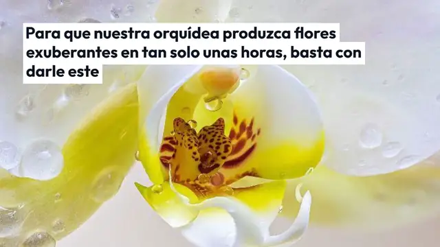 'Video thumbnail for Dale un poco a tu orquídea, producirá un torrente de flores en cuestión de horas.'