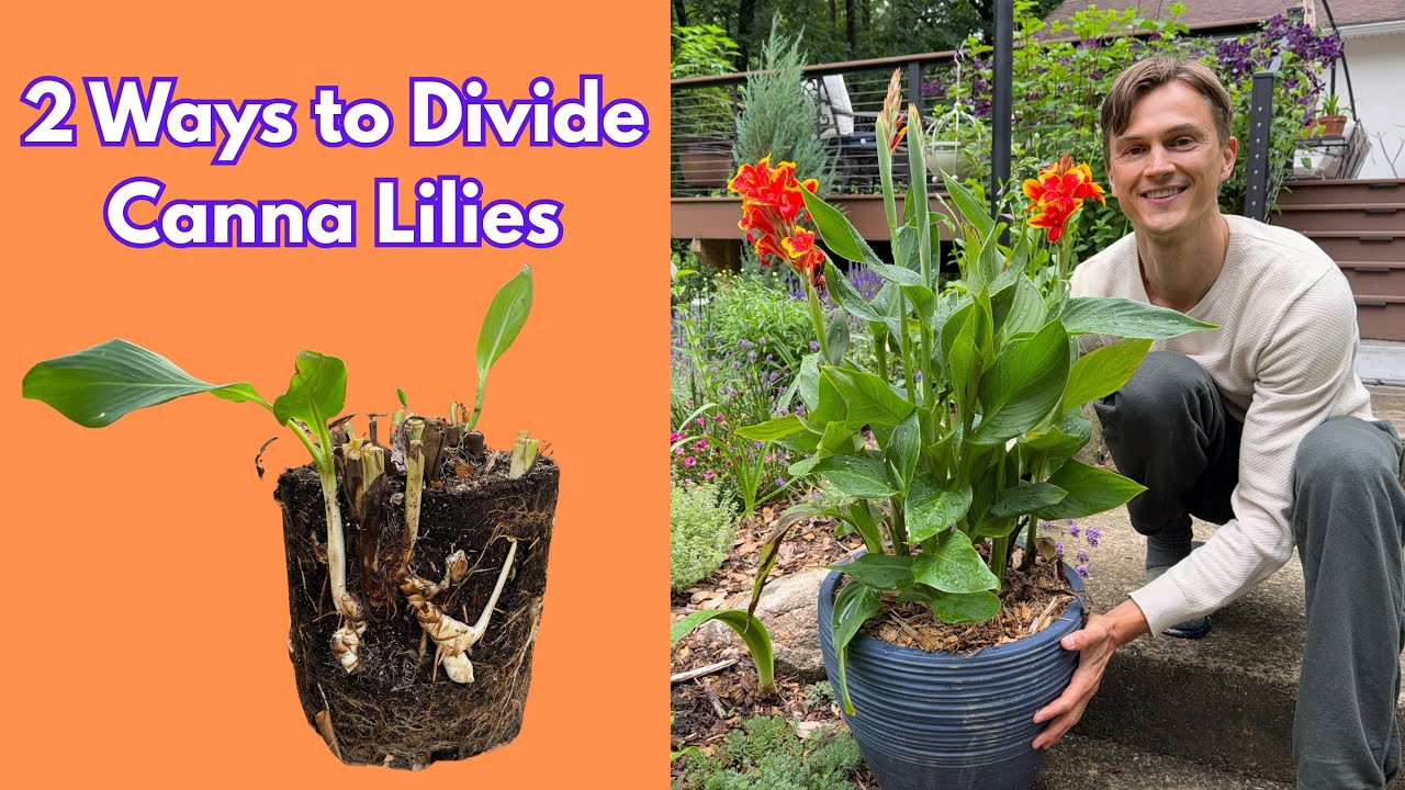 Video thumbnail for CANNA LILY Division - 2 Methods for Dividing Cannas