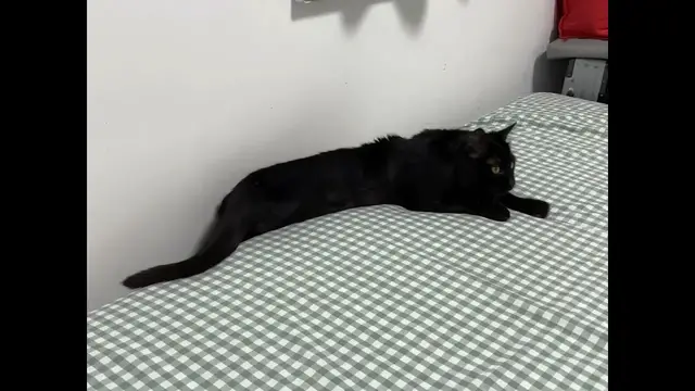 Video thumbnail for Playful Cat Gets Stuck Between Bed and Wall!