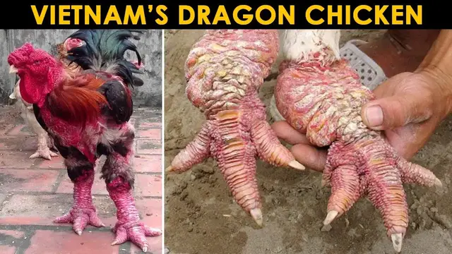 Video thumbnail for 10 Chicken Breeds You Probably Never Heard of