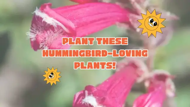 Video thumbnail for Do you want to attract hummingbirds to your yard