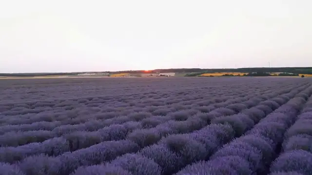 Video thumbnail for Lavender Watering Schedule