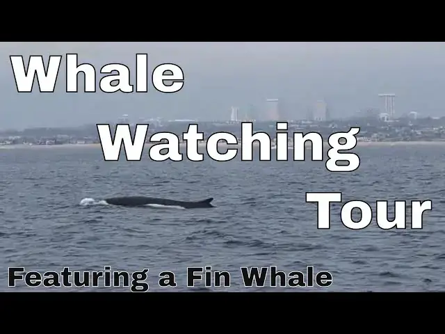 Video thumbnail for Whale Watching Tour with Davey's Locker Sportfishing and Whale Watching