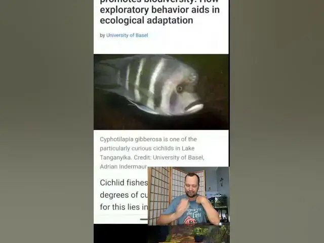 Video thumbnail for Curiosity in Cichlids Promoted Biodiversity #cichlid #laketanganyika #shorts #news