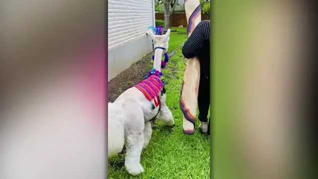 Video thumbnail for Peru Missionary Surprised 50 Years Later With Alpaca On 89th Birthday  | Happily TV