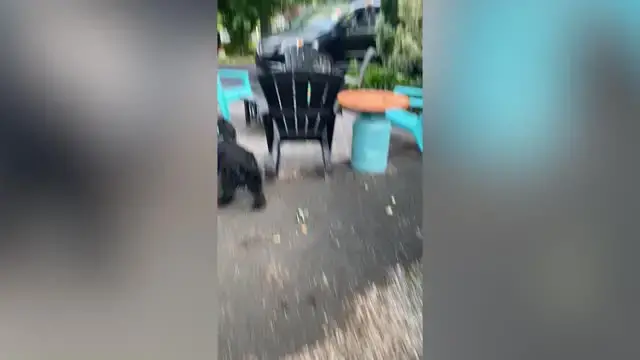 Video thumbnail for Ex-Bomb Dog Finn Meets Forever Family For First Time | Happily TV