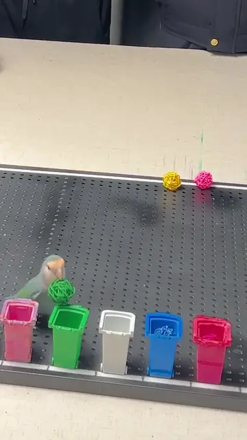 'Video thumbnail for Fastest time to identify 10 colours by a parrot'