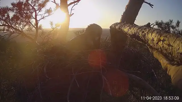 Video thumbnail for Arbushka the eagle lays first egg amid nest predation challenges