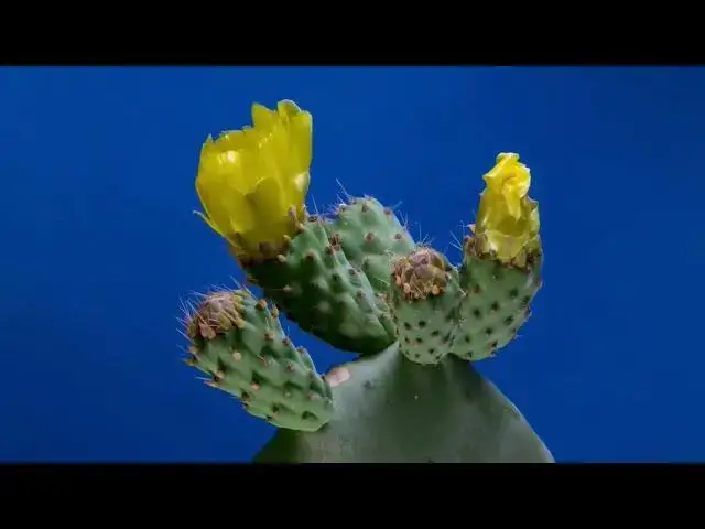 Video thumbnail for Blooming Beautiful