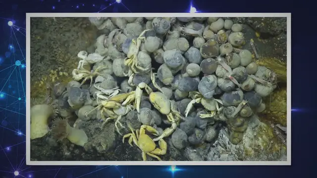 Video thumbnail for Types of Marine Snails: Exploring the Fascinating World of Marine Snails