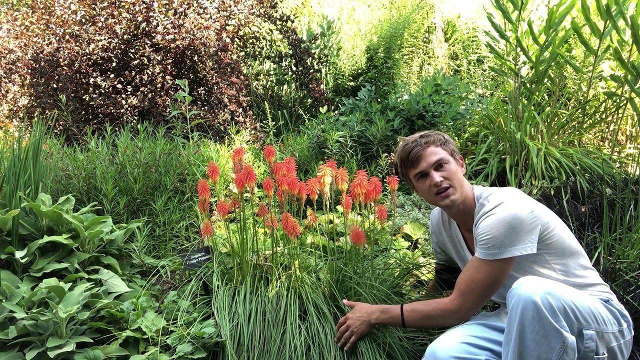 Video thumbnail for Red Hot Pokers: Incredible Color all Summer