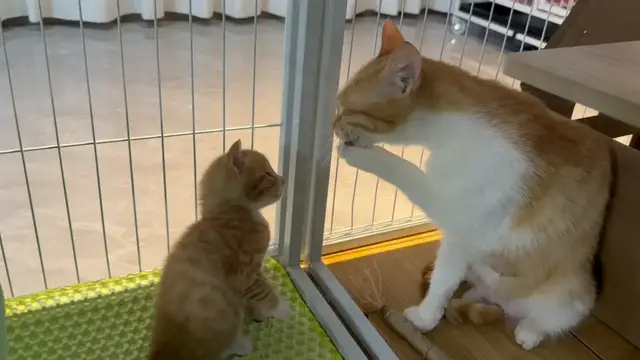 Video thumbnail for Kitten Learns to Wash Its Face by Watching Mother Cat in Shaanxi
