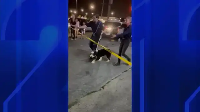 Video thumbnail for 21 dogs rescued from Manorhaven property after adoption pickup leads to police call