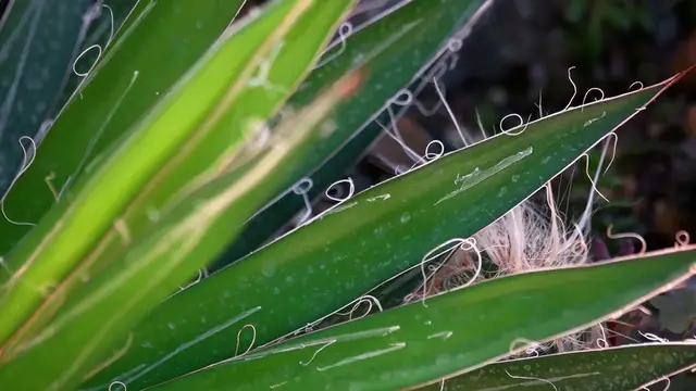 Video thumbnail for How to Avoid Overwatering Plants – Keep Your Greens Thriving