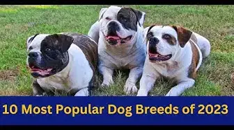 'Video thumbnail for 10 Most Popular Dog Breeds of 2023 || #dog #dogs #pets #nsfarmhouse'
