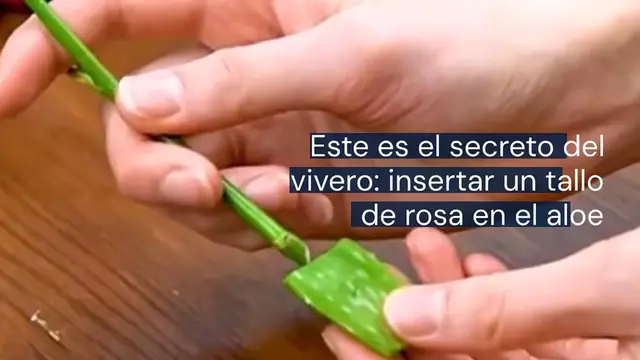 Video thumbnail for Insertar un tallo de rosa en una hoja de aloe vera: es el método secreto del vivero