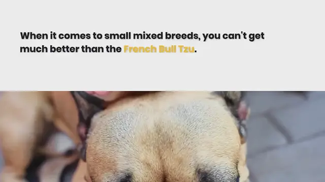 Video thumbnail for Everything about the French Bulltzu mixed breed