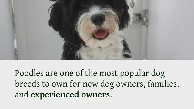 Video thumbnail for 12 Dogs That Look Like Poodles (With Pictures!)