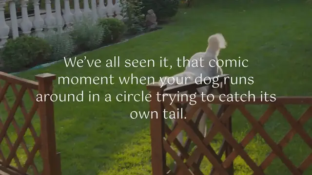 Video thumbnail for Why do dogs chase their tails?