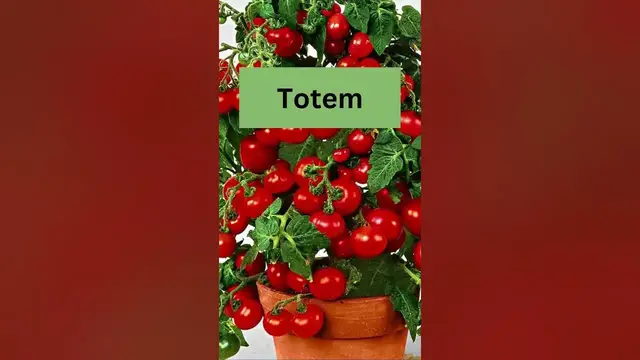 Video thumbnail for TOP 10 TOMATO VARIETIES.. || #container #farmer #farming #balconygarden #tomandjerry