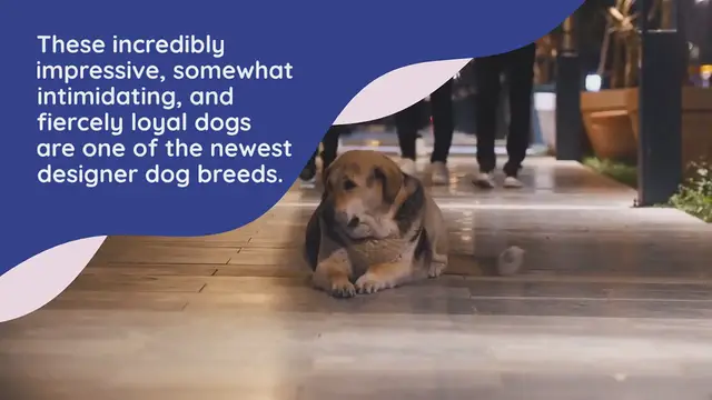 Video thumbnail for Doberdane: everything about this mixed breed