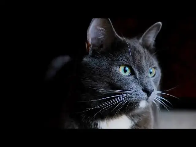 'Video thumbnail for Why do cats prefer certain textures for scratching?'