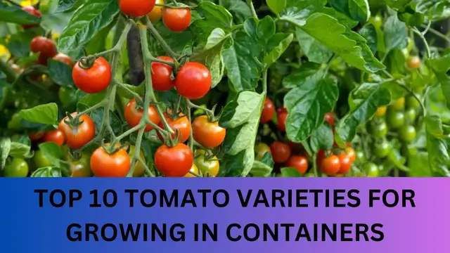 Video thumbnail for TOP 10 TOMATO VARIETIES FOR GROWING IN CONTAINERS | #farming #farmer #container #containergardening