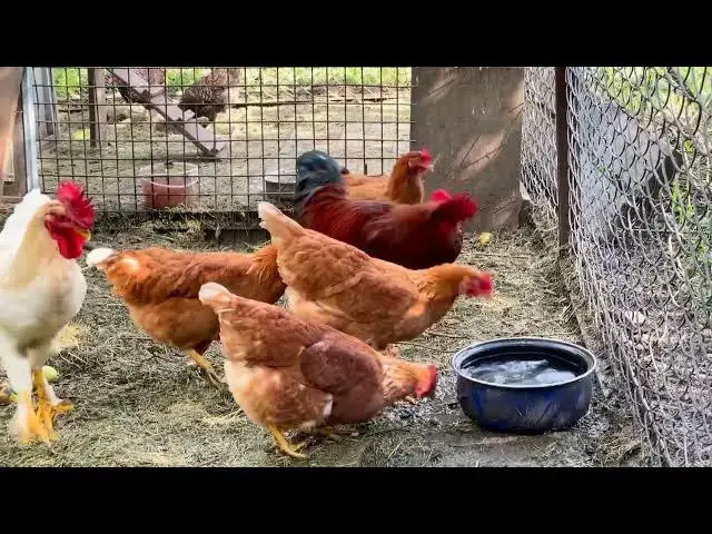 Video thumbnail for How often should I feed my chickens?