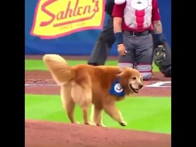 'Video thumbnail for When the Bat Dog Got a Little TOO Excited 🤣'