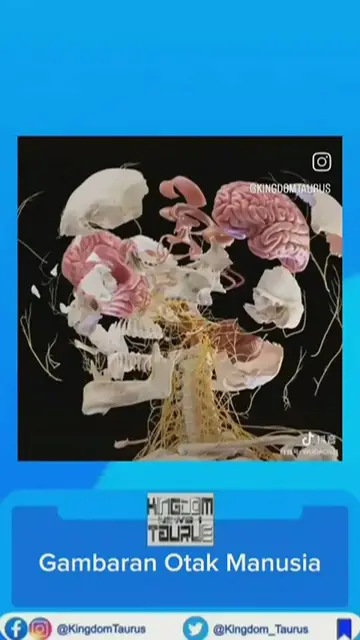 'Video thumbnail for Gambaran otak manusia'