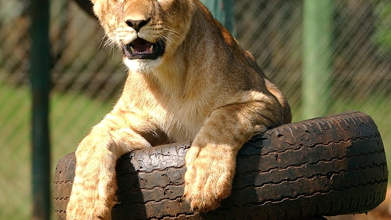 Video thumbnail for Kenya Wildlife Service announce plans for relocation of Nairobi Animal Orphanage