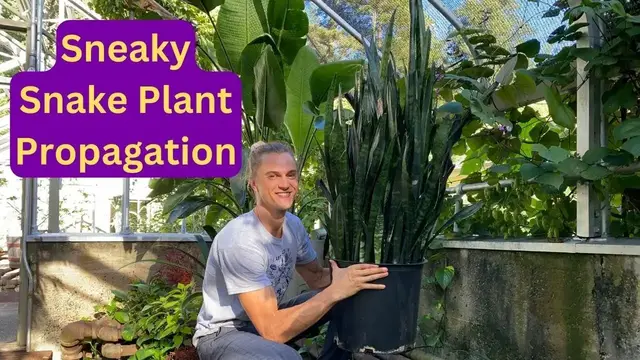 Video thumbnail for SNAKE PLANT Propagation with One Leaf!