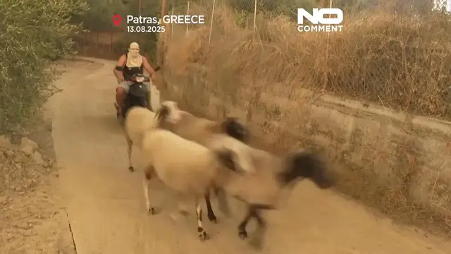 'Video thumbnail for Animals carried to safety as wildfires sweep Greece'
