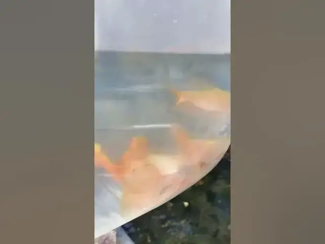 Video thumbnail for Longfin Rosy Barbs for my Pond Trough #shorts