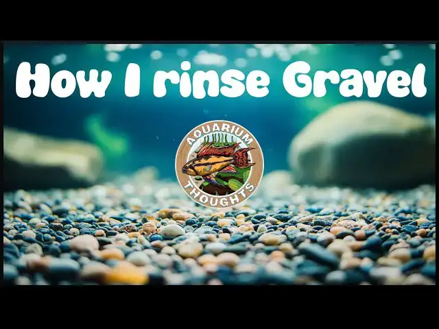 Video thumbnail for How I rinse my Gravel - Aquarium Thoughts
