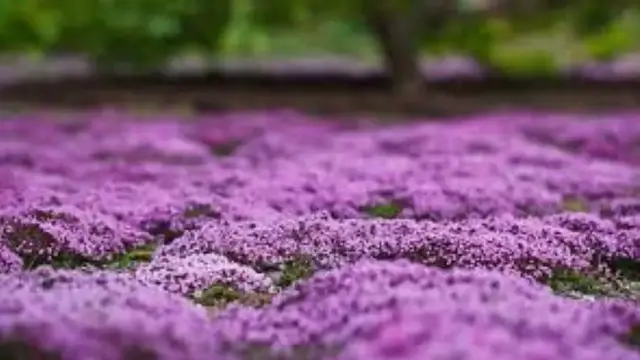 'Video thumbnail for Growing Creeping Thyme'
