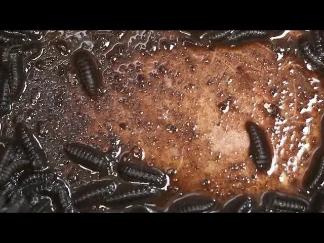 Video thumbnail for MAGGOTS