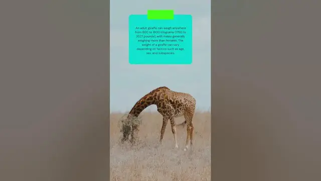 Video thumbnail for This is how much a giraffes weigh #shorts