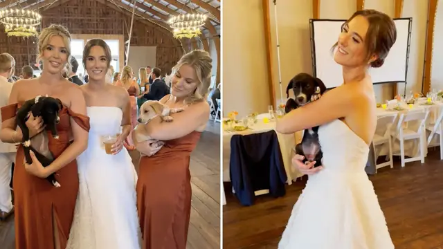 'Video thumbnail for Couple Invite Adoptable Rescue Puppies To Be Stars On Their Wedding Day'