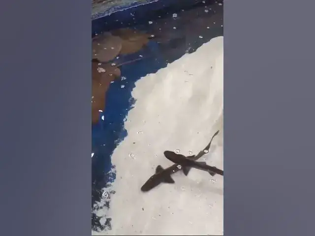 Video thumbnail for Sharkie Sharkie - My boys feeding Stingrays and Sharks @ Seaside Tropical Fish #shorts #sharks #rays