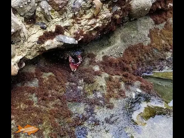 Video thumbnail for Some crabs coming out of the rock work at La Jolla Cove - August 1, 2019 #shorts #crabs
