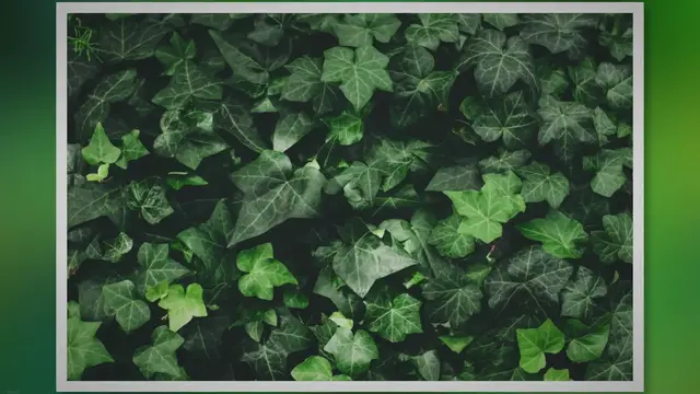 Video thumbnail for English Ivy Care Essentials: Boost Your Plant’s Health